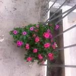 Apartman Marija